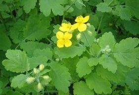 zelandina belarra garatxoetarako